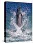 Dolphin Standing Above Water, Roatan Island, Honduras-Keren Su-Stretched Canvas