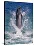 Dolphin Standing Above Water, Roatan Island, Honduras-Keren Su-Stretched Canvas