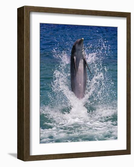 Dolphin Standing Above Water, Roatan Island, Honduras-Keren Su-Framed Photographic Print