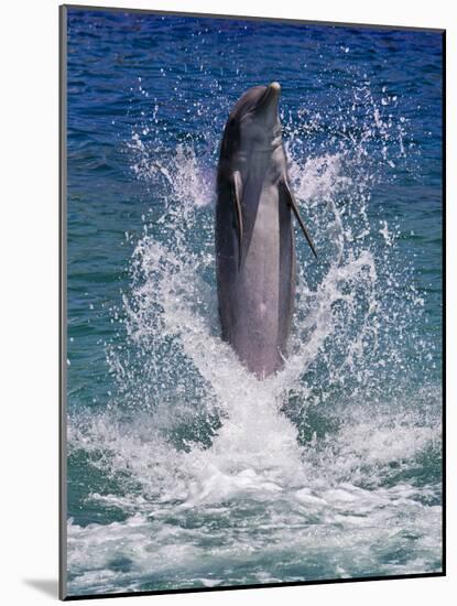 Dolphin Standing Above Water, Roatan Island, Honduras-Keren Su-Mounted Photographic Print