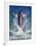 Dolphin Standing Above Water, Roatan Island, Honduras-Keren Su-Framed Photographic Print