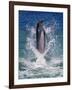 Dolphin Standing Above Water, Roatan Island, Honduras-Keren Su-Framed Photographic Print