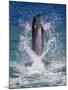 Dolphin Standing Above Water, Roatan Island, Honduras-Keren Su-Mounted Photographic Print