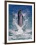 Dolphin Standing Above Water, Roatan Island, Honduras-Keren Su-Framed Photographic Print