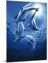 Dolphin Swing-Joh Naito-Mounted Giclee Print