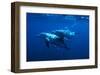 Dolphin Turn-Charles Glover-Framed Art Print