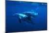 Dolphin Turn-Charles Glover-Mounted Art Print