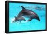 Dolphin With A Baby Floating In The Water-Elena Larina-Framed Poster