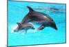 Dolphin With A Baby Floating In The Water-Elena Larina-Mounted Poster
