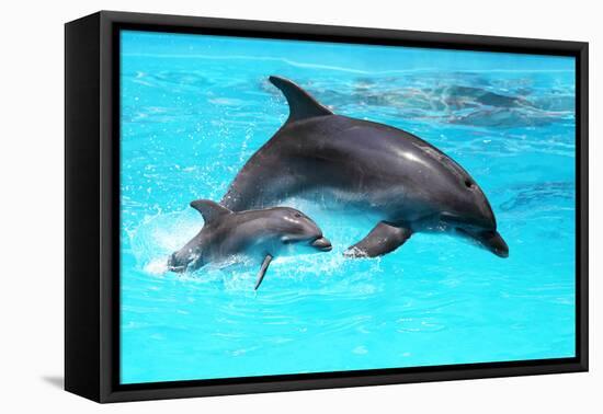 Dolphin With A Baby Floating In The Water-Elena Larina-Framed Stretched Canvas