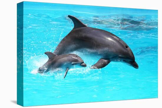 Dolphin With A Baby Floating In The Water-Elena Larina-Stretched Canvas