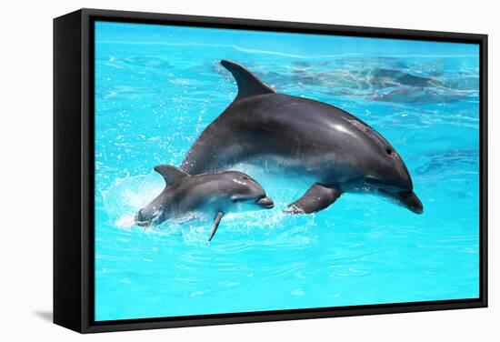 Dolphin With A Baby Floating In The Water-Elena Larina-Framed Stretched Canvas