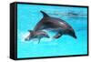 Dolphin With A Baby Floating In The Water-Elena Larina-Framed Stretched Canvas