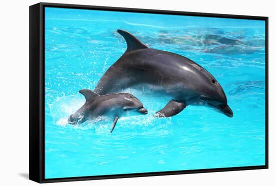 Dolphin With A Baby Floating In The Water-Elena Larina-Framed Stretched Canvas