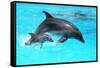 Dolphin With A Baby Floating In The Water-Elena Larina-Framed Stretched Canvas