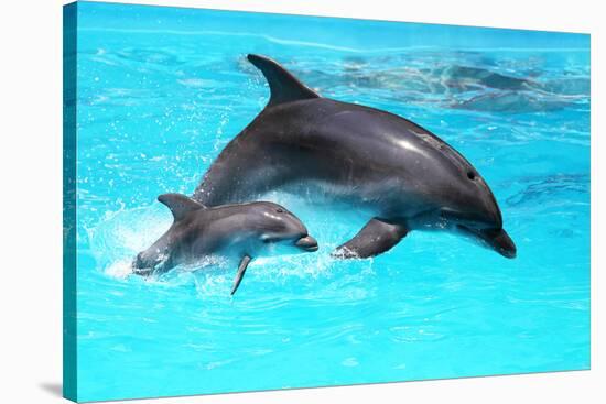 Dolphin With A Baby Floating In The Water-Elena Larina-Stretched Canvas