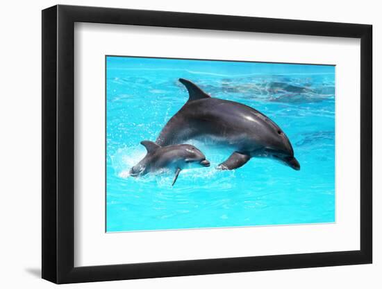 Dolphin With A Baby Floating In The Water-Elena Larina-Framed Premium Photographic Print