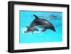 Dolphin With A Baby Floating In The Water-Elena Larina-Framed Premium Photographic Print