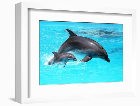 Dolphin With A Baby Floating In The Water-Elena Larina-Framed Premium Photographic Print