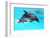 Dolphin With A Baby Floating In The Water-Elena Larina-Framed Premium Photographic Print