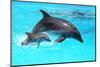 Dolphin With A Baby Floating In The Water-Elena Larina-Mounted Premium Photographic Print