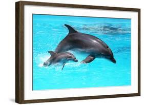 Dolphin With A Baby Floating In The Water-Elena Larina-Framed Photographic Print