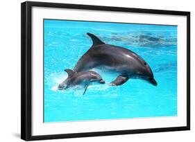 Dolphin With A Baby Floating In The Water-Elena Larina-Framed Photographic Print