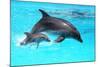 Dolphin With A Baby Floating In The Water-Elena Larina-Mounted Photographic Print