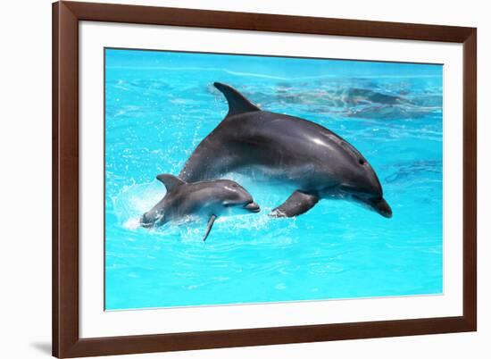 Dolphin With A Baby Floating In The Water-Elena Larina-Framed Photographic Print