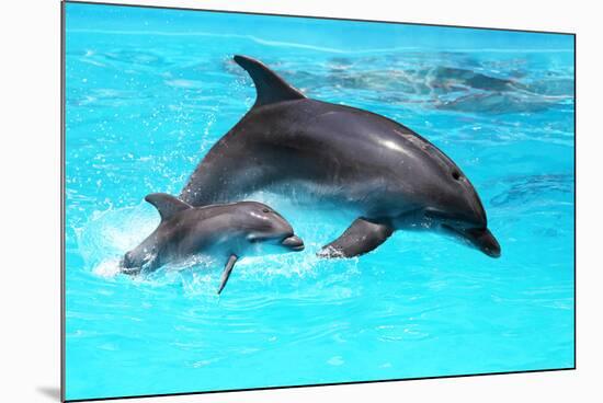 Dolphin With A Baby Floating In The Water-Elena Larina-Mounted Photographic Print