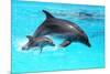 Dolphin With A Baby Floating In The Water-Elena Larina-Mounted Photographic Print