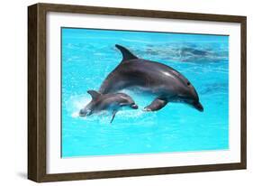 Dolphin With A Baby Floating In The Water-Elena Larina-Framed Photographic Print