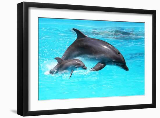 Dolphin With A Baby Floating In The Water-Elena Larina-Framed Photographic Print