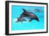 Dolphin With A Baby Floating In The Water-Elena Larina-Framed Photographic Print