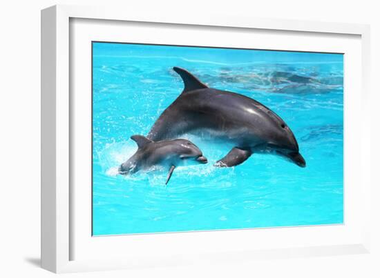 Dolphin With A Baby Floating In The Water-Elena Larina-Framed Photographic Print