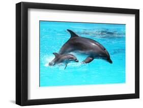 Dolphin With A Baby Floating In The Water-Elena Larina-Framed Photographic Print