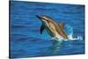 Dolphin-null-Stretched Canvas