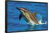 Dolphin-null-Framed Poster