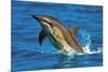 Dolphin-null-Mounted Poster