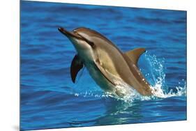 Dolphin-null-Mounted Poster