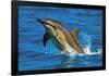 Dolphin-null-Framed Poster