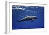 Dolphin-Barathieu Gabriel-Framed Giclee Print