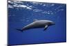 Dolphin-Barathieu Gabriel-Mounted Giclee Print