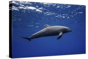 Dolphin-Barathieu Gabriel-Stretched Canvas