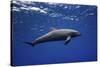 Dolphin-Barathieu Gabriel-Stretched Canvas