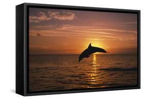 Dolphin-null-Framed Stretched Canvas