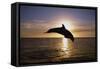 Dolphin-null-Framed Stretched Canvas