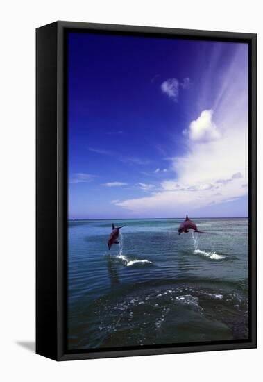 Dolphin-null-Framed Stretched Canvas