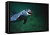 Dolphin-null-Framed Stretched Canvas