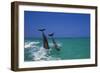 Dolphin-null-Framed Photographic Print